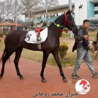 اسب اصیل ترکمن