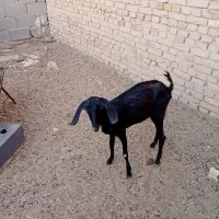 بره ماده و کره نر
