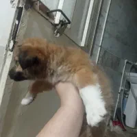 سگ پامر روباهی|سگ|ورامین, ورامین|دیوار