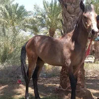اسب‌عرب‌