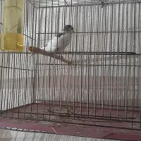 قناری لاکچری|پرنده|شیراز, میانرود|دیوار