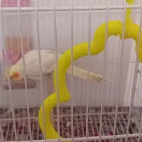 عروس هلندی لوتینوزعفرانی نسل کینگ