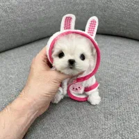 تخفیف ویژه سگ های اپارتمانی پودل مالتیز|سگ|تهران, نجات اللهی|دیوار