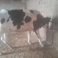 گاو ماده