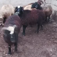 فروش ۵بره نروزن۴۸تا۵۵کیلو