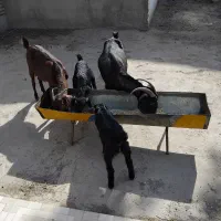 دو راس بز و دو بزغاله