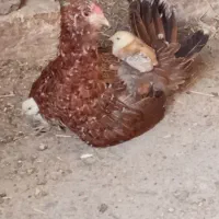 تخم نطفه دار گلین زیبا و دیدنی|حیوانات مزرعه|کرج, چهارصد دستگاه|دیوار