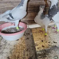 کبود تر رنگی|پرنده|تاکستان, |دیوار