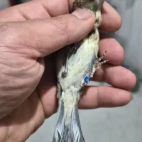 سهره قناری جوجه کال بشرط نر