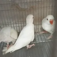 پخش طوطیسان سرلاکی در سرزمین پرندگان بهزاد