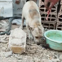 سگ پا کوتاه نژاد دار|سگ|ورامین, ورامین|دیوار