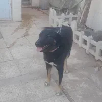 ژرمن کراس (دورگ)|سگ|جوادآباد, |دیوار