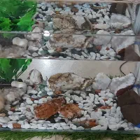 اکواریوم نو تازه خریدم