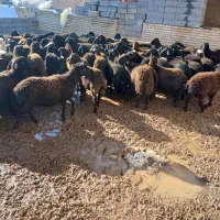 ۸۰ راس بره نر۱۰ تا بره ماده