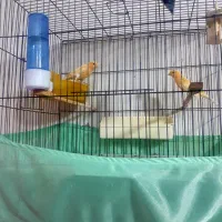 ۳ جفت قناری بفروش میرسد