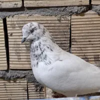 سه عدد شیخی دوتا نر ویه ماده