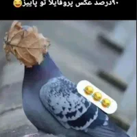 مرغ تخم گذار جوان