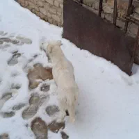 سگ پاکوتاه|سگ|شیروان (خراسان), |دیوار