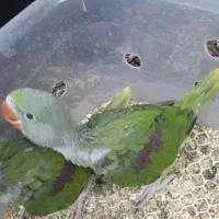 جوجه سرلاکی شاه طوطی