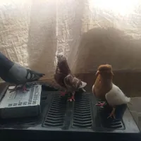سینه ای. تهرونی پرشی|پرنده|مبارکه, |دیوار