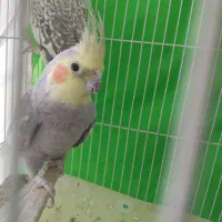 عروس هلندی|پرنده|مشهد, نوغان|دیوار