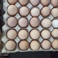 تخم مرغ محلی