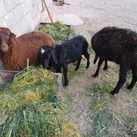 بره یک نر دو تا ماده