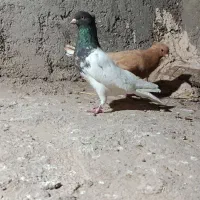 کفتر|پرنده|رفسنجان, |دیوار