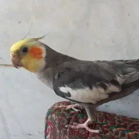 عروس هلندی نر