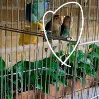 جفت مولد طوطی برزیلی، کوتوله برزیلی، طوطی|پرنده|پردیس, فاز ۲|دیوار