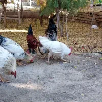 خروس|حیوانات مزرعه|محلات, |دیوار