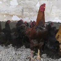 مرغ و خروس محلی لاری لری برهما