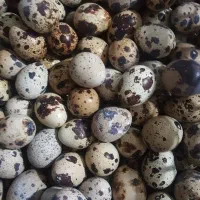 تخم نطفه دار و خوراکی بلدرچین