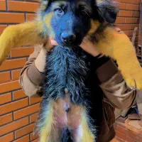 فروشی ژرمن شپر شولاین بلک فیس