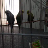 مرغ عشق انگلیسی|پرنده|پاوه, |دیوار