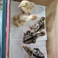 جوجه بوقلمون محلی