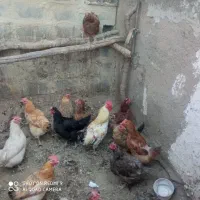 برای فروش
