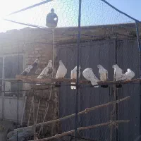 کبوتر|پرنده|معصومیه, |دیوار