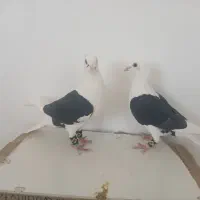کبوتر نر و ماده پشت سیاه آلمانی کاکلی