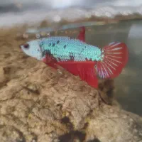 ماهی اکواریوم