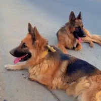 سگ ژرمن جفت