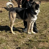 پژدر|سگ|چادگان, |دیوار