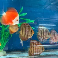 فروش انواع نژاد دیسکس 20% off|ماهی|مشهد, شهرک رازی (شهرک غرب)|دیوار