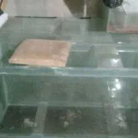 اکواریوم