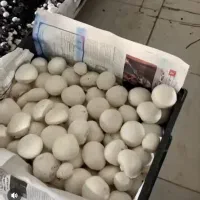 قارچ فله سوپر
