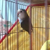 فروش یا معاوضه طوطی کوتوله نر