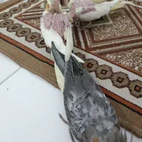 جوجه عروس هلندی سرلاکی