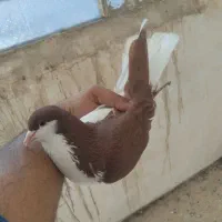 چپ سرخ عطیقه