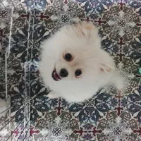 پامرین ۴ ماه