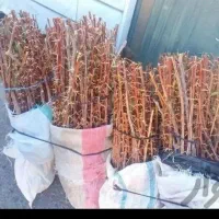 نهال زرشک پفکی  فقط وفقط 25000|خدمات باغبانی و درختکاری|تهران, باغ خزانه|دیوار